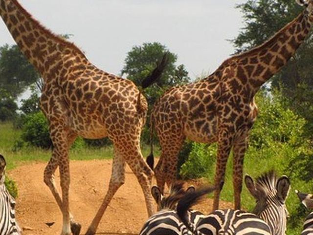 Safari à Selous, Tanzanie