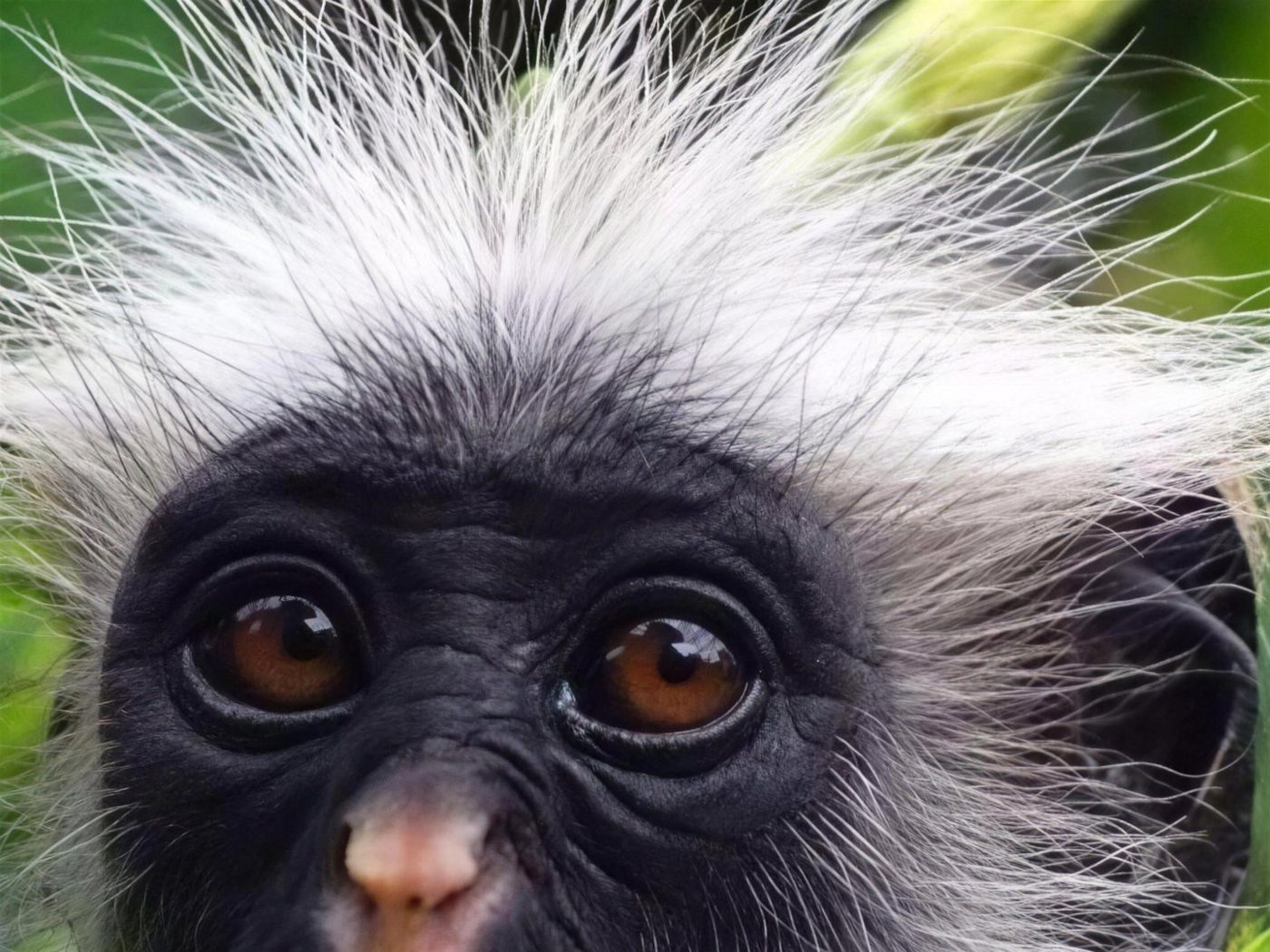 Singe colobe rouge dans la forêt de Jozani